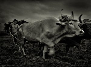 Farmer, Cuba 1999